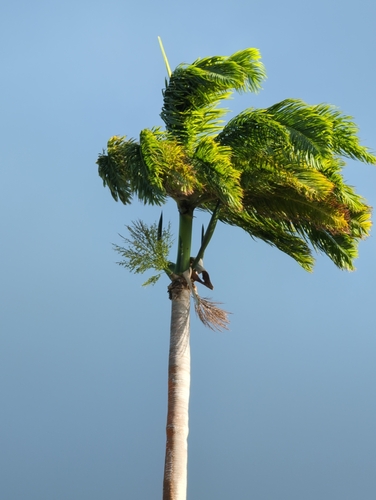 Image of Roystonea oleracea by no rights reserved