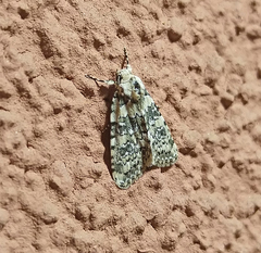 Bryophila domestica