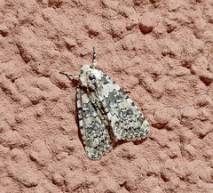 Bryophila domestica