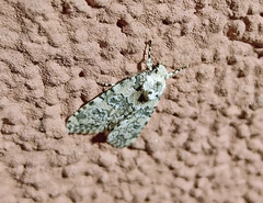 Bryophila domestica