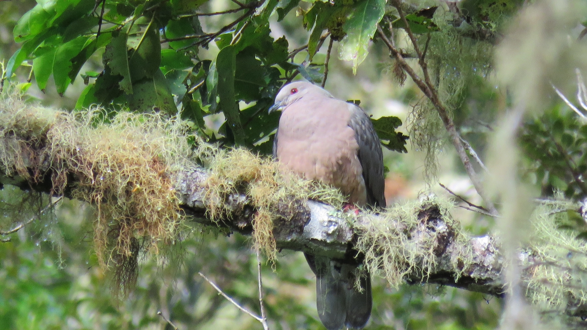 Ring-tailed Pigeon (Patagioenas caribaea), photo 1
