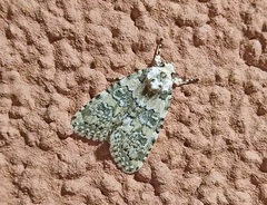 Bryophila domestica