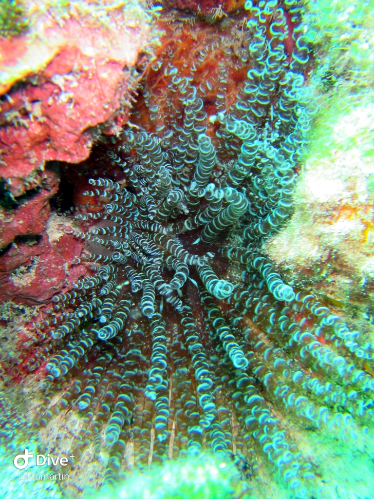 Corkscrew Anemone from México on July 10, 2019 at 1002 AM by lau