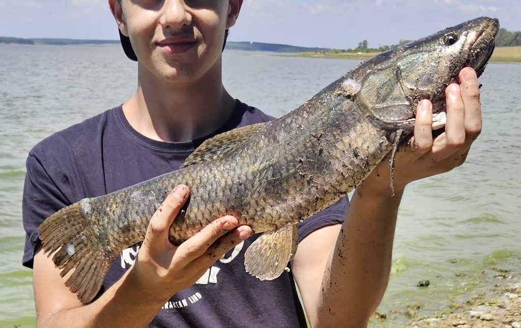 Blue Wolf Fish