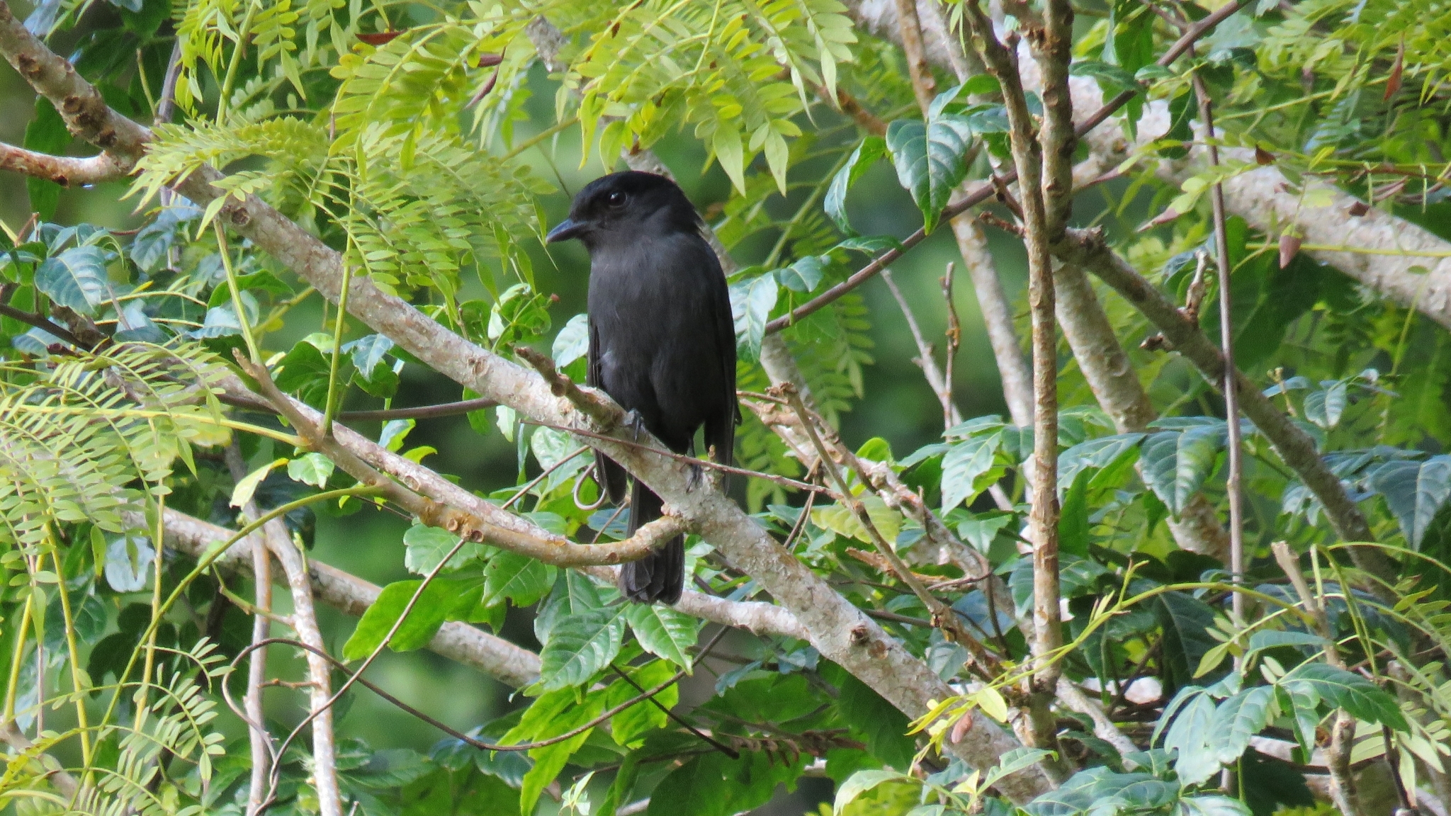 Jamaican Becard (Pachyramphus niger), photo 1