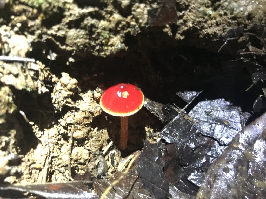 Hygrocybe hypohaemacta