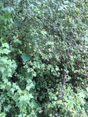Ribes ciliatum