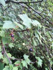 Ribes ciliatum