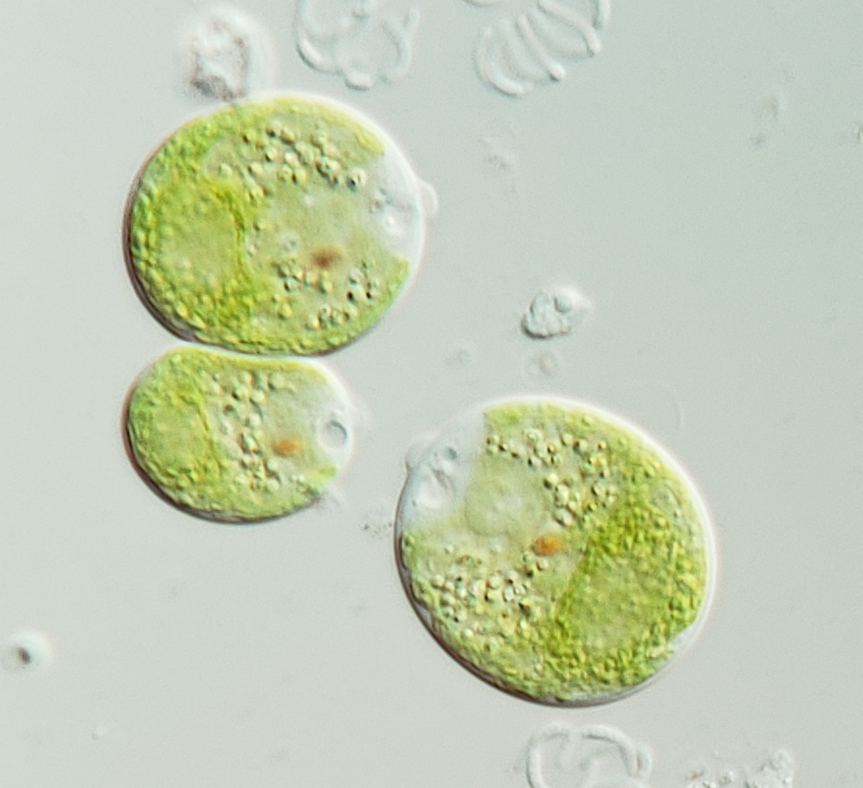 Chlamydomonas pseudopertyi