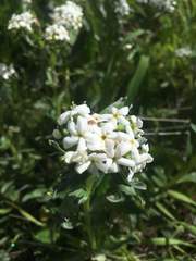 Lithospermum distichum