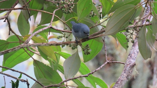 Jamaican Euphonia (Euphonia jamaica), photo 9