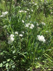 Lithospermum distichum