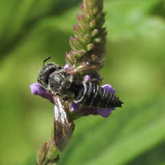 Coelioxys modestus