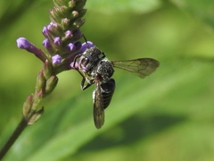 Coelioxys modestus