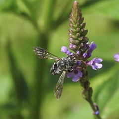Coelioxys modestus