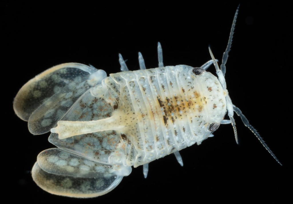 Isocladus excavatus