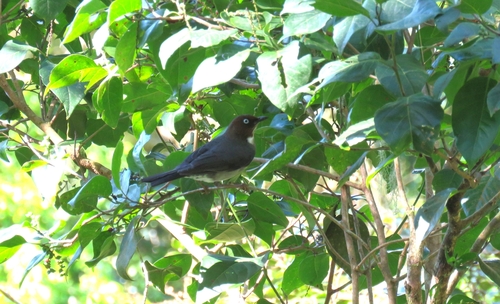 White-eyed Thrush (Turdus jamaicensis), photo 4