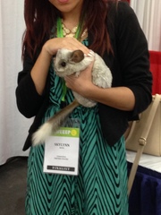 Chinchilla lanigera