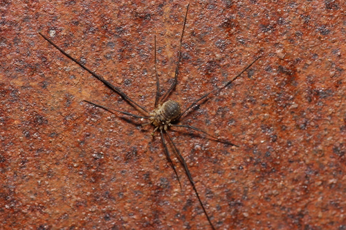 Oligolophus hansenii, Velp, Nederland, photo 5 of 10