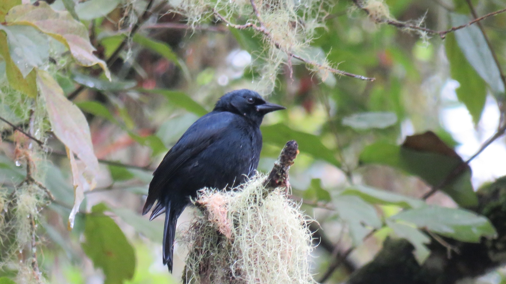 Jamaican Blackbird (Nesopsar nigerrimus), photo 1