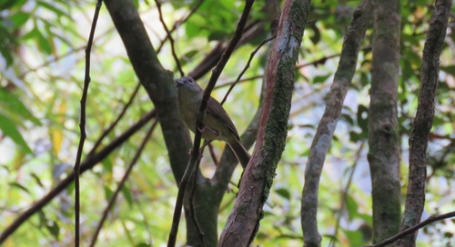 Blue Mountain Vireo (Vireo osburni)