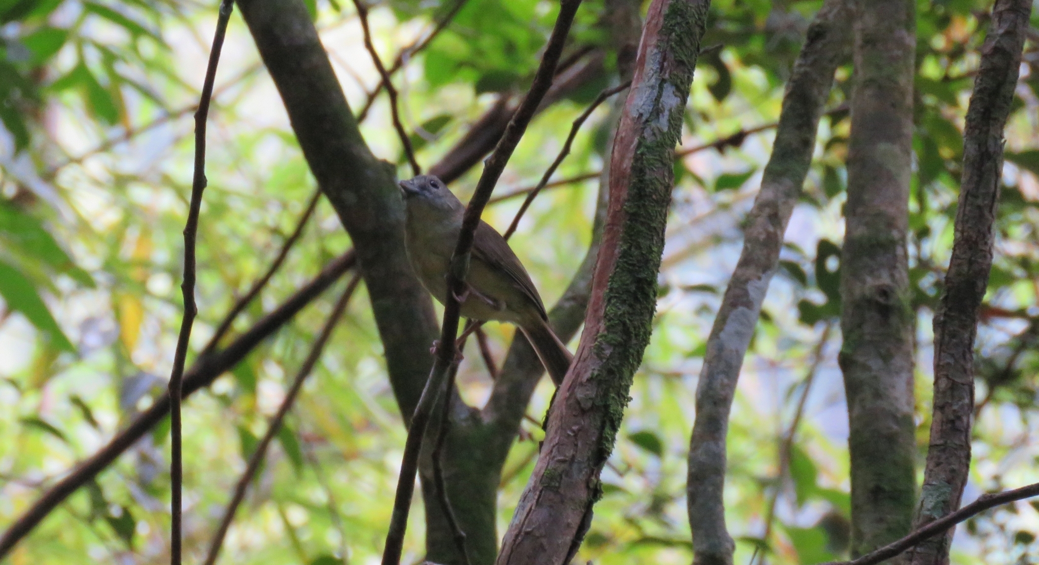 Blue Mountain Vireo (Vireo osburni), photo 1