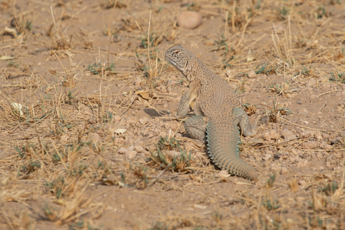 Indian spiny-tailed lizard, Saara hardwickii