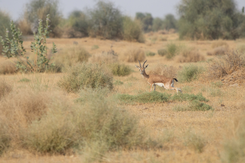 Deccan Chinkara