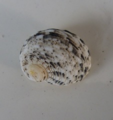 Nerita signata