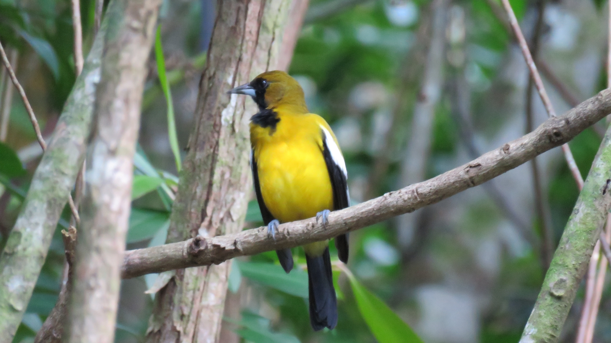 Jamaican Oriole (Icterus leucopteryx), photo 2