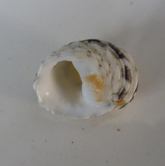 Nerita signata