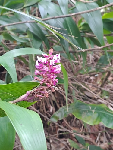 Elleanthus robustus, photograph 4