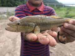 Gobiomorus maculatus