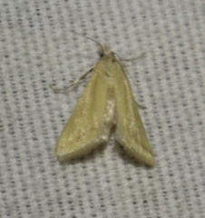 Microtheoris