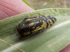 Acmaeodera amplicollis