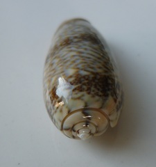 Oliva reticulata
