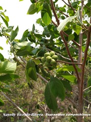 Sapranthus campechianus