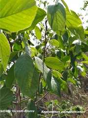 Sapranthus campechianus