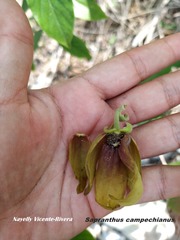 Sapranthus campechianus