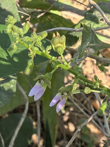 Lima Bean (Phaseolus lunatus)