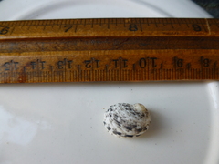 Nerita signata