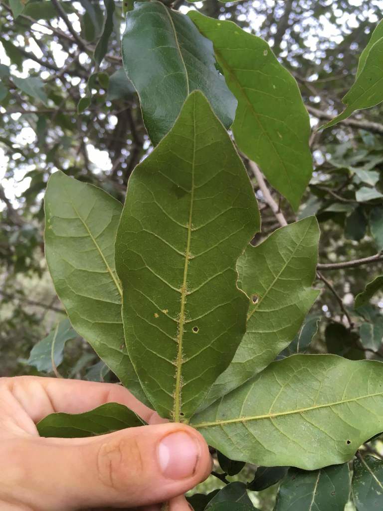 Quercus laurina