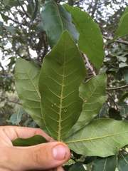 Quercus laurina