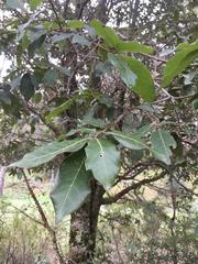 Quercus laurina