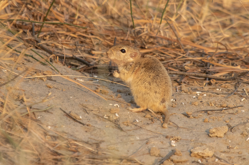 Indian Desert Gerbil