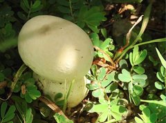 Calvatia lilacina
