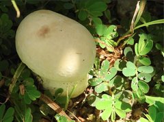 Calvatia lilacina