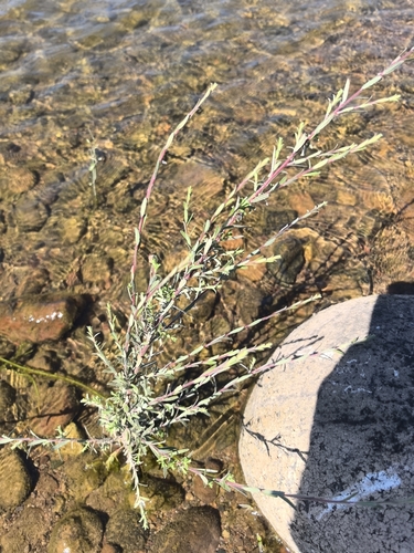 Image of Salix taxifolia by no rights reserved