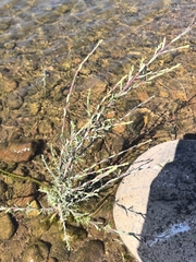 Salix taxifolia, photograph author not stated, no rights reserved