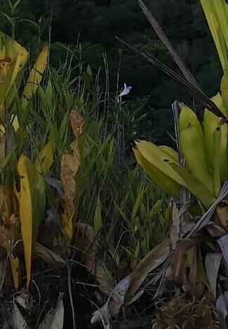 Sobralia agnieszkae